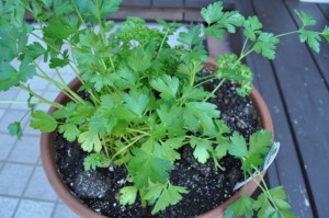 イタリアンパセリ01