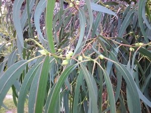 ユーカリ精油で風邪予防Kobe-santalum
