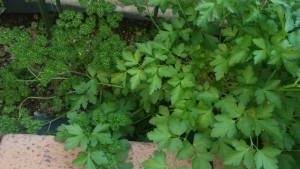 アロマフェスタ2016